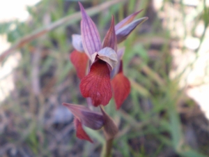 Christophe GIROD, le 25 décembre 2007 (Pointe de Campomoro)