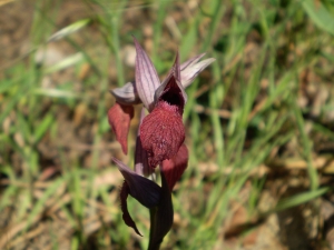 Christophe GIROD, le 25 décembre 2007 (Pointe de Campomoro)