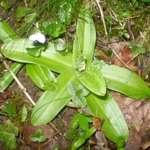 Photographie n°146627 du taxon Orchis pallens L. [1771]