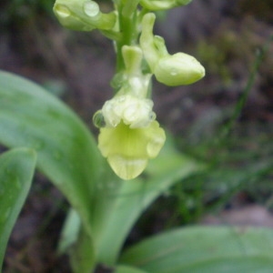 Photographie n°146629 du taxon Orchis pallens L. [1771]