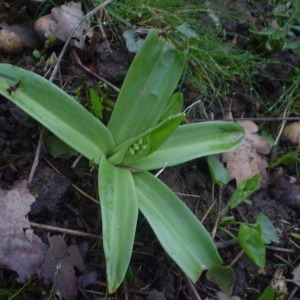 Photographie n°146632 du taxon Orchis pallens L. [1771]