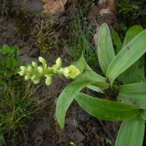  - Orchis pallens L. [1771]