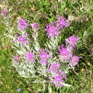 Photographie n°146640 du taxon Centaurea uniflora Turra [1765]