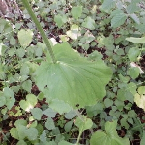 Photographie n°146645 du taxon Doronicum pardalianches L. [1753]