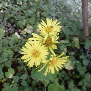 Photographie n°146648 du taxon Doronicum pardalianches L. [1753]