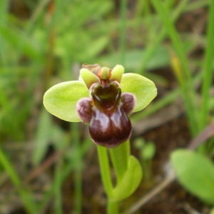 Photographie n°146656 du taxon Ophrys bombyliflora Link [1800]