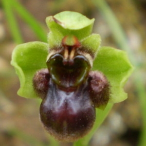 Photographie n°146657 du taxon Ophrys bombyliflora Link [1800]