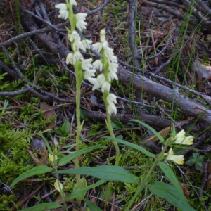 Photographie n°146661 du taxon Goodyera repens (L.) R.Br.
