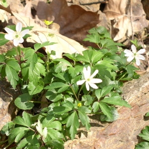 Photographie n°146668 du taxon Anemone nemorosa L. [1753]