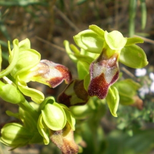 Photographie n°146672 du taxon Ophrys fusca Link [1800]