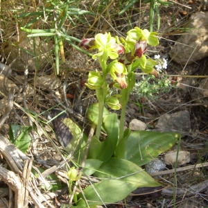 Photographie n°146673 du taxon Ophrys fusca Link [1800]