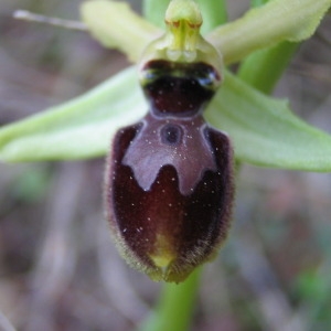 Photographie n°146678 du taxon Ophrys exaltata Ten. [1819]