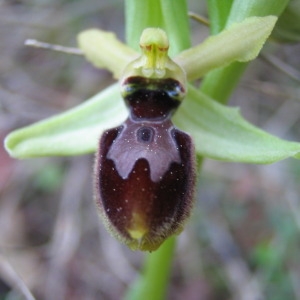 Photographie n°146682 du taxon Ophrys exaltata Ten. [1819]