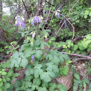 Photographie n°146684 du taxon Aquilegia vulgaris L. [1753]