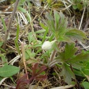 Photographie n°146687 du taxon Anemone sylvestris L. [1753]