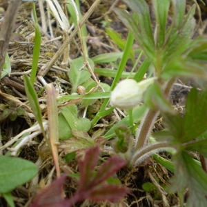 Photographie n°146688 du taxon Anemone sylvestris L. [1753]