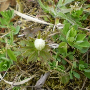 Photographie n°146694 du taxon Anemone sylvestris L. [1753]