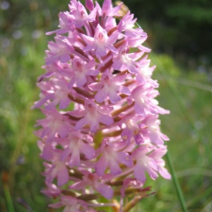 Photographie n°146703 du taxon Anacamptis pyramidalis (L.) Rich. [1817]