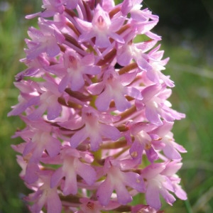 Photographie n°146705 du taxon Anacamptis pyramidalis (L.) Rich. [1817]