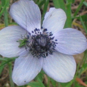  - Anemone coronaria L. [1753]