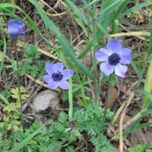  - Anemone coronaria L. [1753]