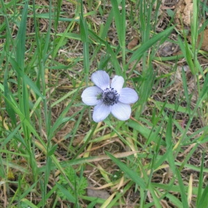  - Anemone coronaria L. [1753]