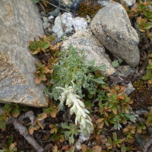 Photographie n°146715 du taxon Artemisia genipi Weber [1775]