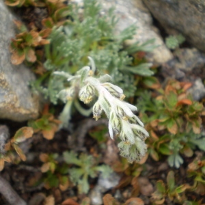 Photographie n°146716 du taxon Artemisia genipi Weber [1775]