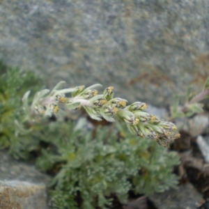 Photographie n°146717 du taxon Artemisia genipi Weber [1775]