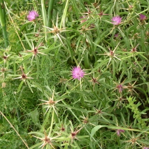 Photographie n°146718 du taxon Centaurea calcitrapa L. [1753]