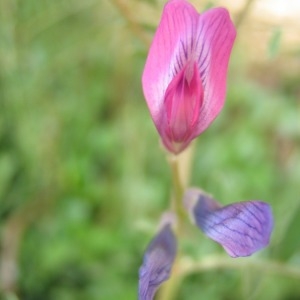 Photographie n°146736 du taxon Vicia monantha Retz. [1783]