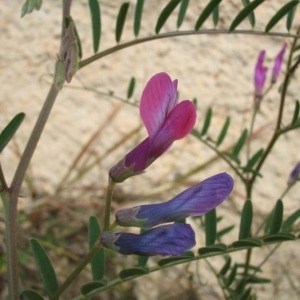 Photographie n°146738 du taxon Vicia monantha Retz. [1783]