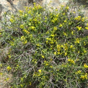 Photographie n°146740 du taxon Anthyllis hermanniae L. [1753]