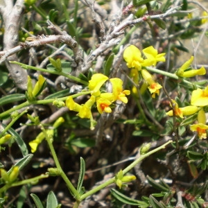 Photographie n°146741 du taxon Anthyllis hermanniae L. [1753]
