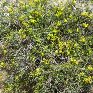 Photographie n°146742 du taxon Anthyllis hermanniae L. [1753]
