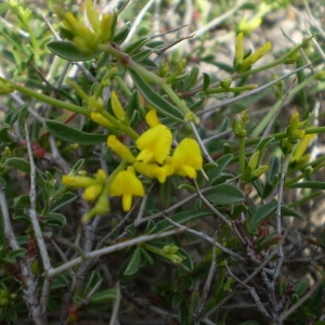 Photographie n°146746 du taxon Anthyllis hermanniae L. [1753]