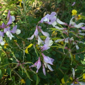 Photographie n°146749 du taxon Vicia altissima Desf. [1799]