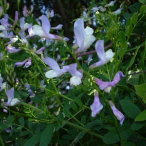 Photographie n°146751 du taxon Vicia altissima Desf. [1799]