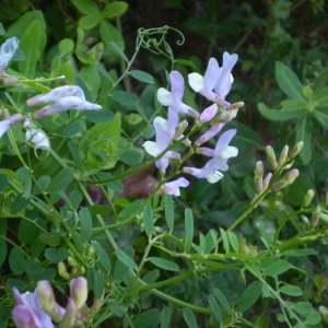 Photographie n°146752 du taxon Vicia altissima Desf. [1799]