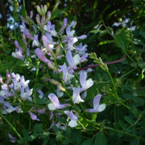 Photographie n°146754 du taxon Vicia altissima Desf. [1799]