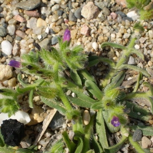 Photographie n°146755 du taxon Echium arenarium Guss. [1826]