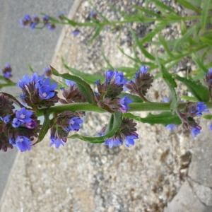  - Anchusa procera Besser ex Link [1821]