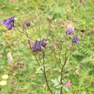 Photographie n°146773 du taxon Aquilegia vulgaris L. [1753]