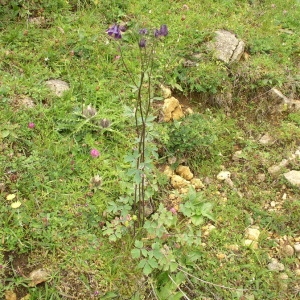 Photographie n°146775 du taxon Aquilegia vulgaris L. [1753]