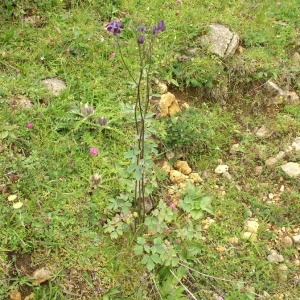 Photographie n°146776 du taxon Aquilegia vulgaris L. [1753]