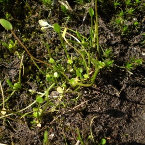 Photographie n°146798 du taxon Ranunculus nodiflorus L. [1753]