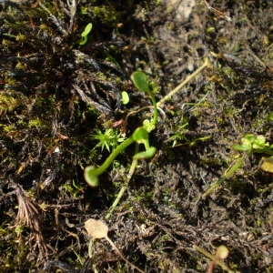  - Ranunculus nodiflorus L. [1753]