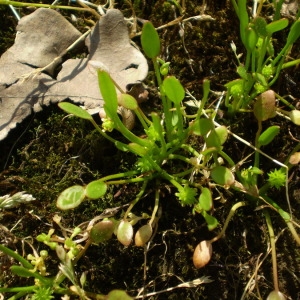  - Ranunculus nodiflorus L. [1753]