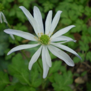 Photographie n°146803 du taxon Anemone apennina L. [1753]