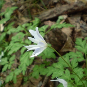 Photographie n°146804 du taxon Anemone apennina L. [1753]